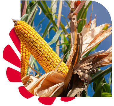 Espiga de milho